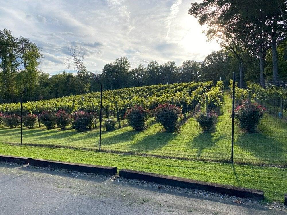 Rows of vines at Paradise Springs Winery, framed by rose bushes in golden evening light