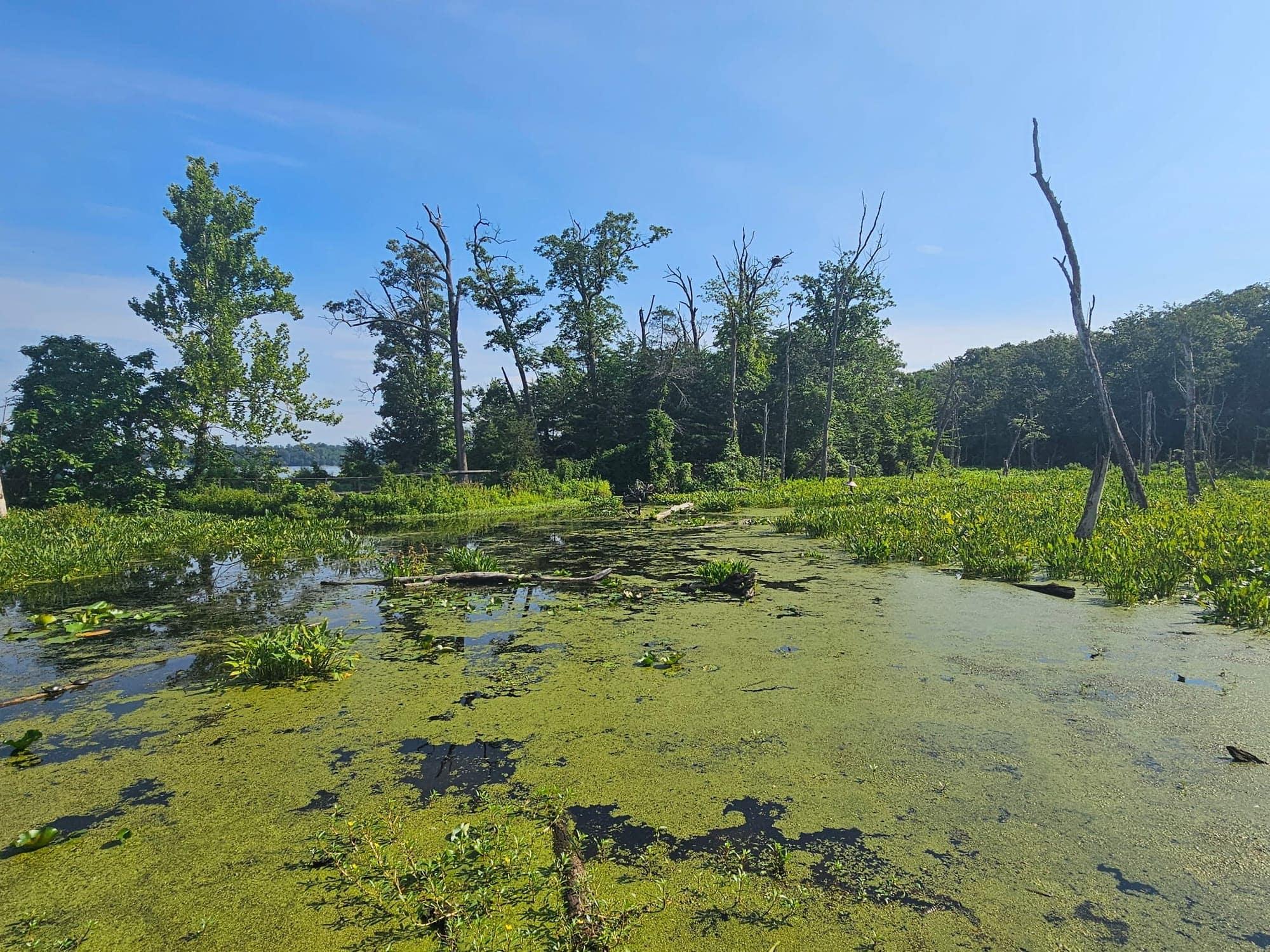 Wetland habitat in the Elizabeth Hartwell Mason Neck National Wildlife Refuge