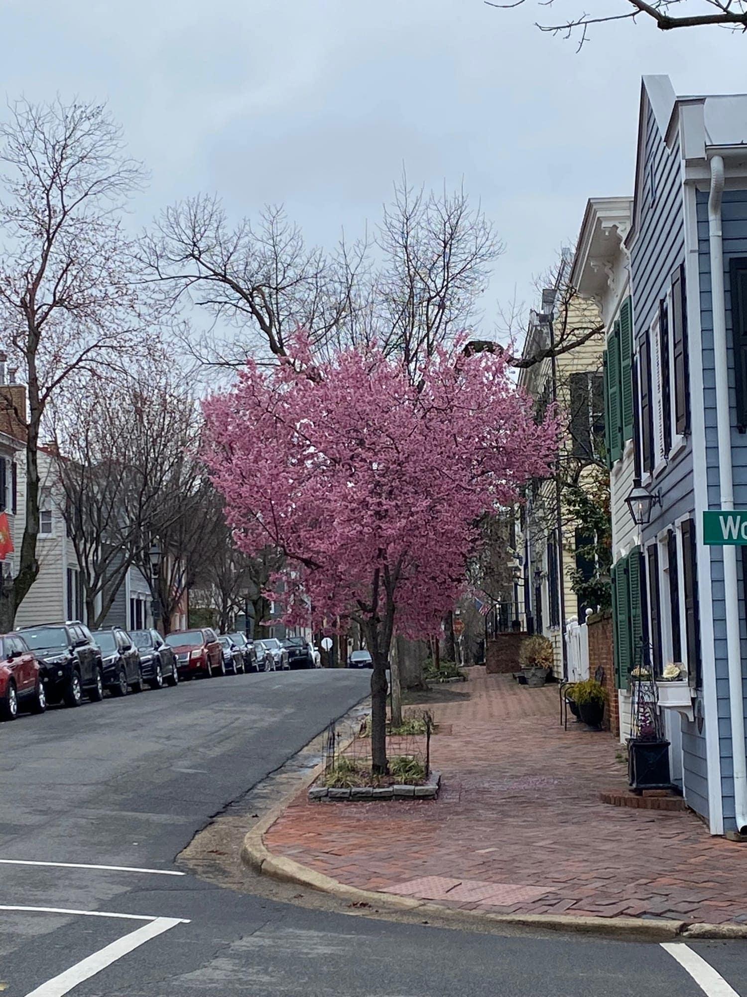 A blossoming cherry tree on a quiet, tree-lined Old Town Alexandria street corner