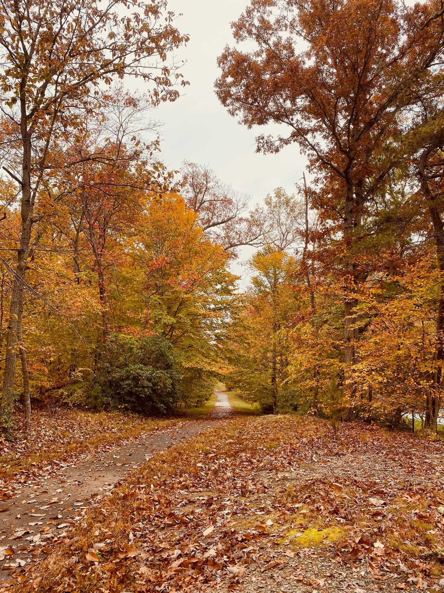 A quiet, leaf-covered trail through Mason Neck in autumn