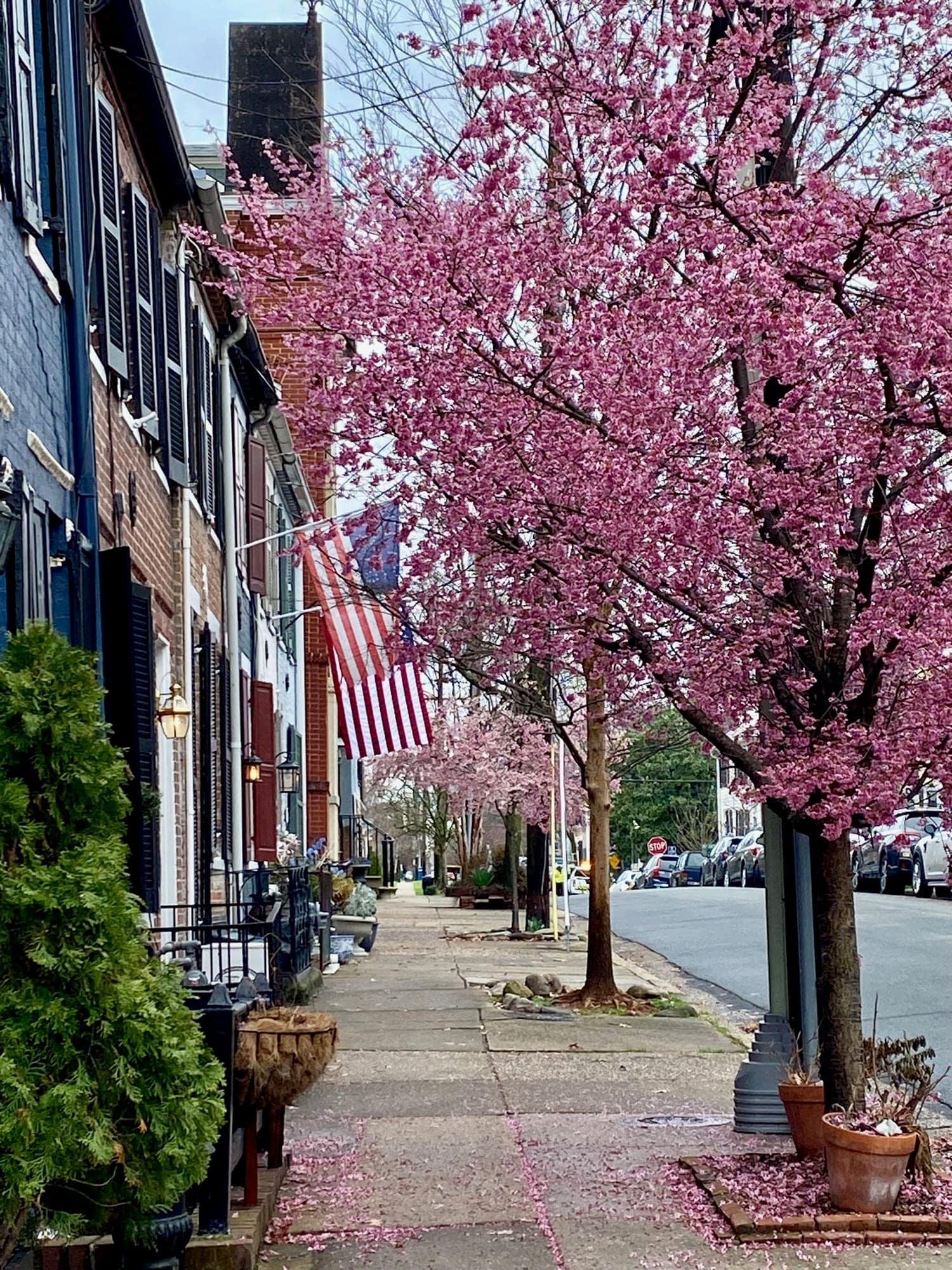 Cherry blossoms over a colonial-era Old Town Alexandria street